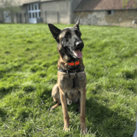 WOLF, chien à adopter