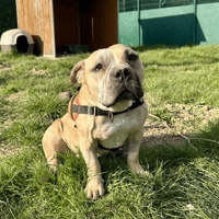 MYKONOS, chienne à adopter