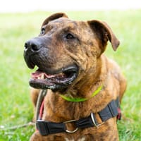 ELI QCN, chien à adopter