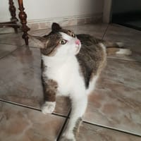 Fouiny, chat à adopter