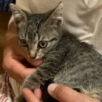 Athéna, chatte à adopter