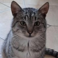 Lumo, kotka do adopcji