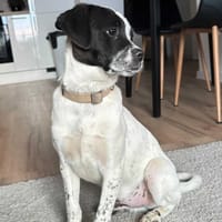 Świt, pies do adopcji