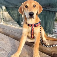 SHONA (Martina), chienne à adopter