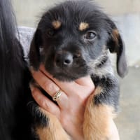 LUNA  (Martina), chienne à adopter