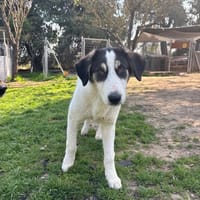 woo, chien à adopter