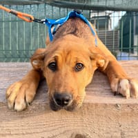 MWARI (Martina), chien à adopter