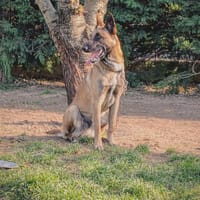 Cusco, chien à adopter