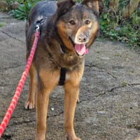 Nami, chienne à adopter