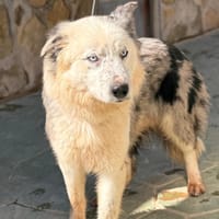 BLUE (LARA), chien à adopter