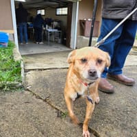 Naïda, chienne à adopter