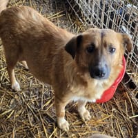 Merry, chienne à adopter