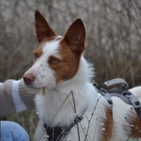 NADYA, chienne à adopter