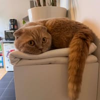 Boubou, chatte à adopter