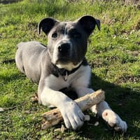 Aika, chienne à adopter