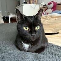 Fenty, chatte à adopter