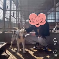 Caline, chienne à adopter