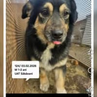 Woody, chien à adopter