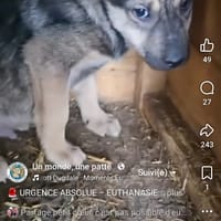 Pikachu, chien à adopter