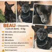 BEAU, chien à adopter