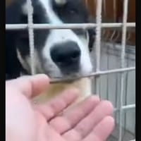 Nina, chienne à adopter