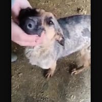 Emma, chienne à adopter