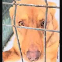 Brownie, chienne à adopter