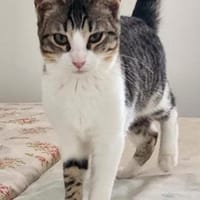 Liebe, soziale Katze Chocolatina, Katze zur Adoption