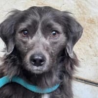 Fényes Leo, Hund zur Adoption