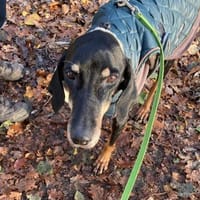 Gina sucht ihre für immer Familie!, Hündin zur Adoption