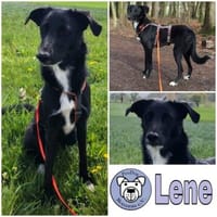 LENE * Ideenreiches Schlauköpfchen, Hündin zur Adoption