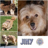 Bezaubernde JINY * Hündin mit TesaEffekt, Hündin zur Adoption