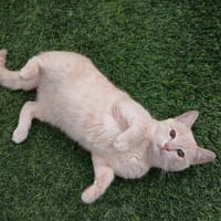 wunderschöner Kater Persik, Kater zur Adoption