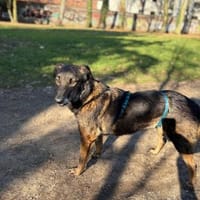 Mazzy, sanfte Hündin, ca. 5 Jahre, 51105, Hündin zur Adoption