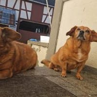 🐾 Zafira & Trixi  gemeinsam alt werden, Hündin zur Adoption