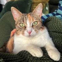 Goldige Martina hofft auf ihre Chance, Katze zur Adoption