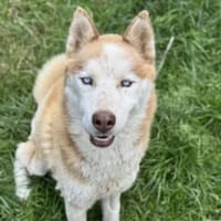 Bashiro, Hund zur Adoption