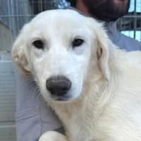 LOREDANA kämpft für ihre Zukunft, Hündin zur Adoption