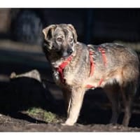 Flora - wartet in 99427 Weimar, Hündin zur Adoption