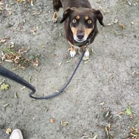 Bambi sucht ihre Menschen, Hündin zur Adoption