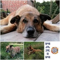 MAXIM * lieber kuscheliger OPI, Hund zur Adoption