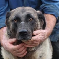 Santo - großer, sanfter Schmusebär, Hund zur Adoption