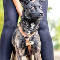 Sissi, tapfere Junghündin, ca. 1 Jahr, Hündin zur Adoption