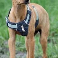 MAJA ❤ Welpentraum!, Hündin zur Adoption