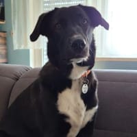 Nera, Hündin zur Adoption