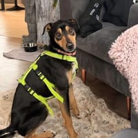 Chopi sucht sein Glück, Hund zur Adoption
