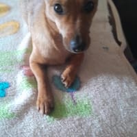 Luna° in 44379 Dortmund, Hündin zur Adoption