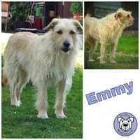 EMMY * wunderschöne Hündin, Hündin zur Adoption