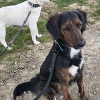 AKKI - sportlich aktiv und klug, Hund zur Adoption