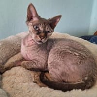 Verspieltes Katzenmädchen Atlanta, Katze zur Adoption